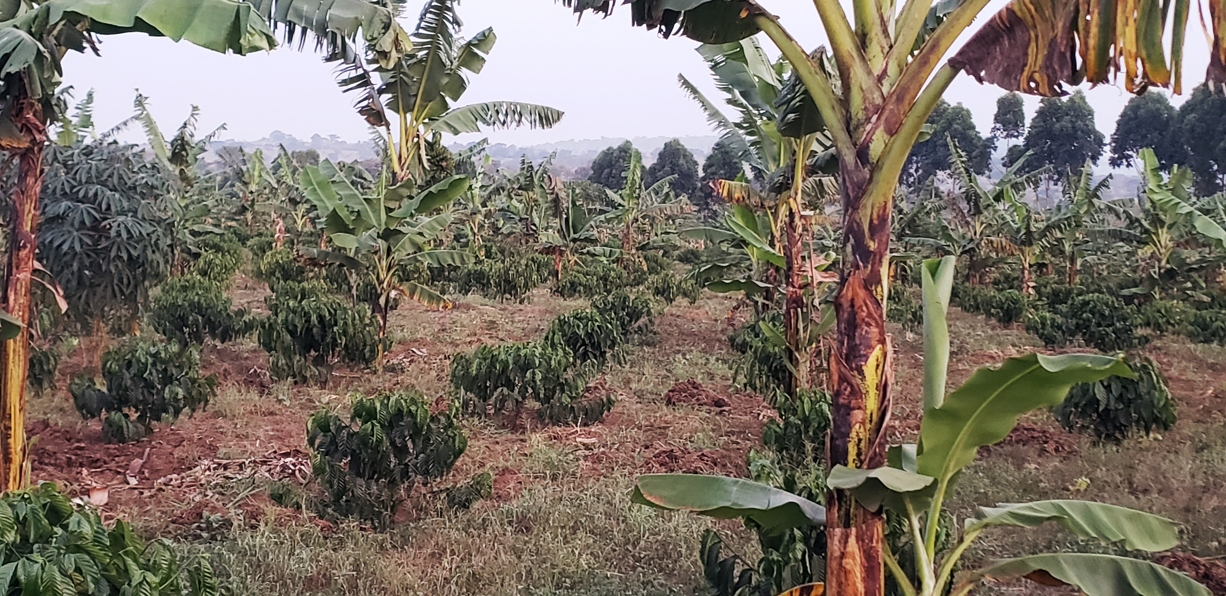 Banana Farming