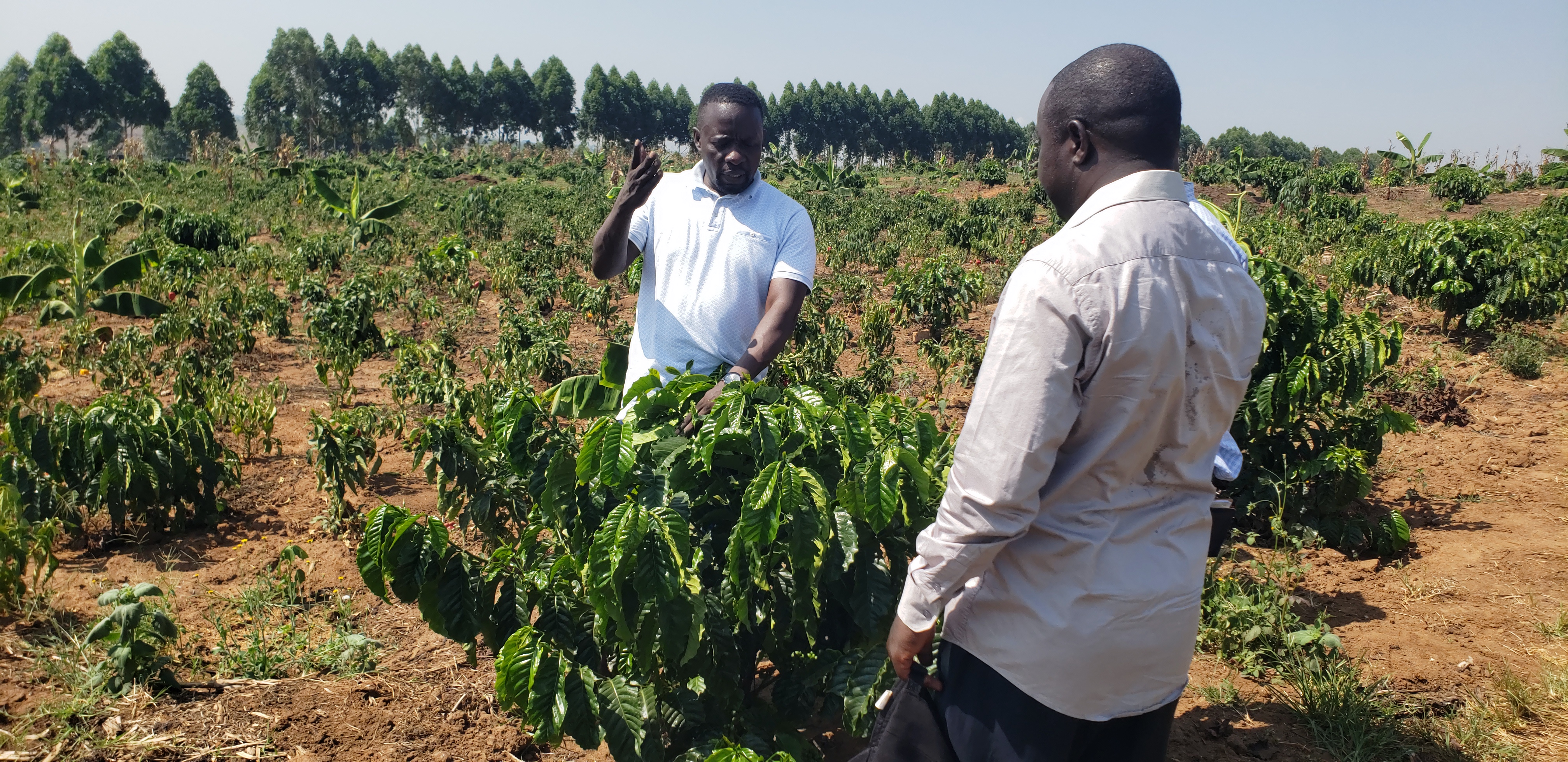 Agricultural Excellence